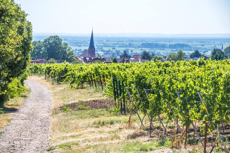 Weing Ter Winzer Und Weinbau In Rhodt Unter Rietburg