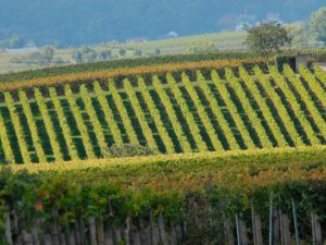 Übernachten Im Weingut In Der Pfalz | Www.pfalz-info.com