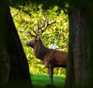 Uhu • Wild- und Wanderpark Silz