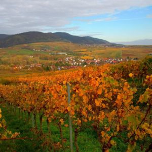 Herbst in der Pfalz