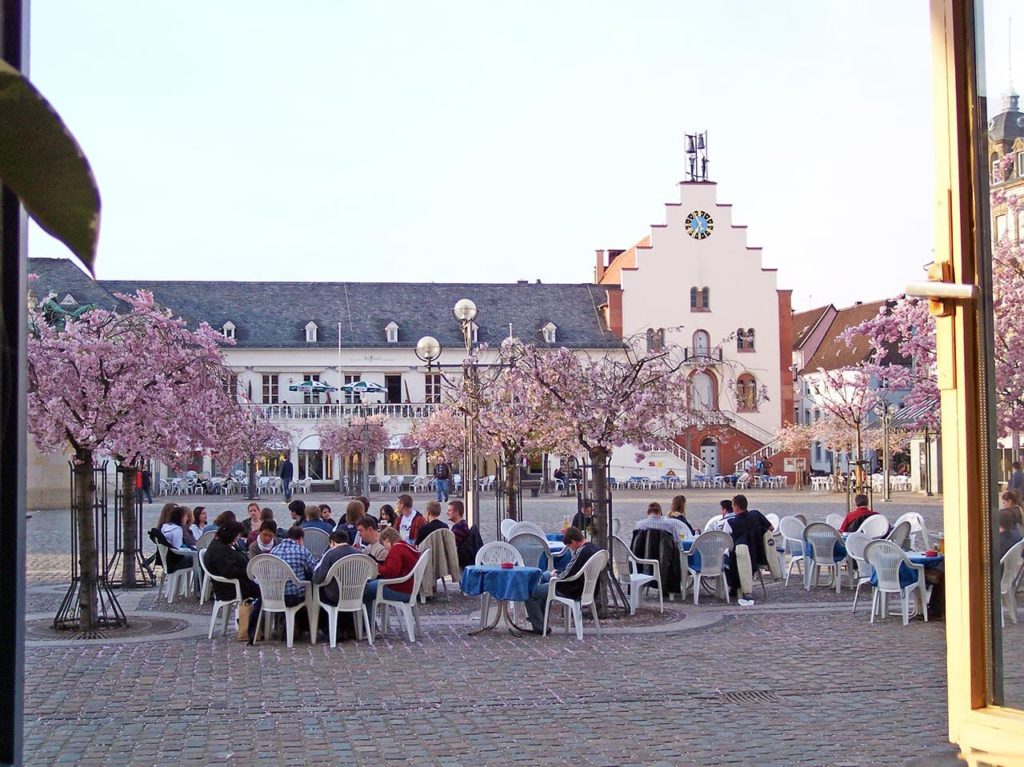 Japanische Zierkirschen - Rathausplatz in Landau in der Pfalz