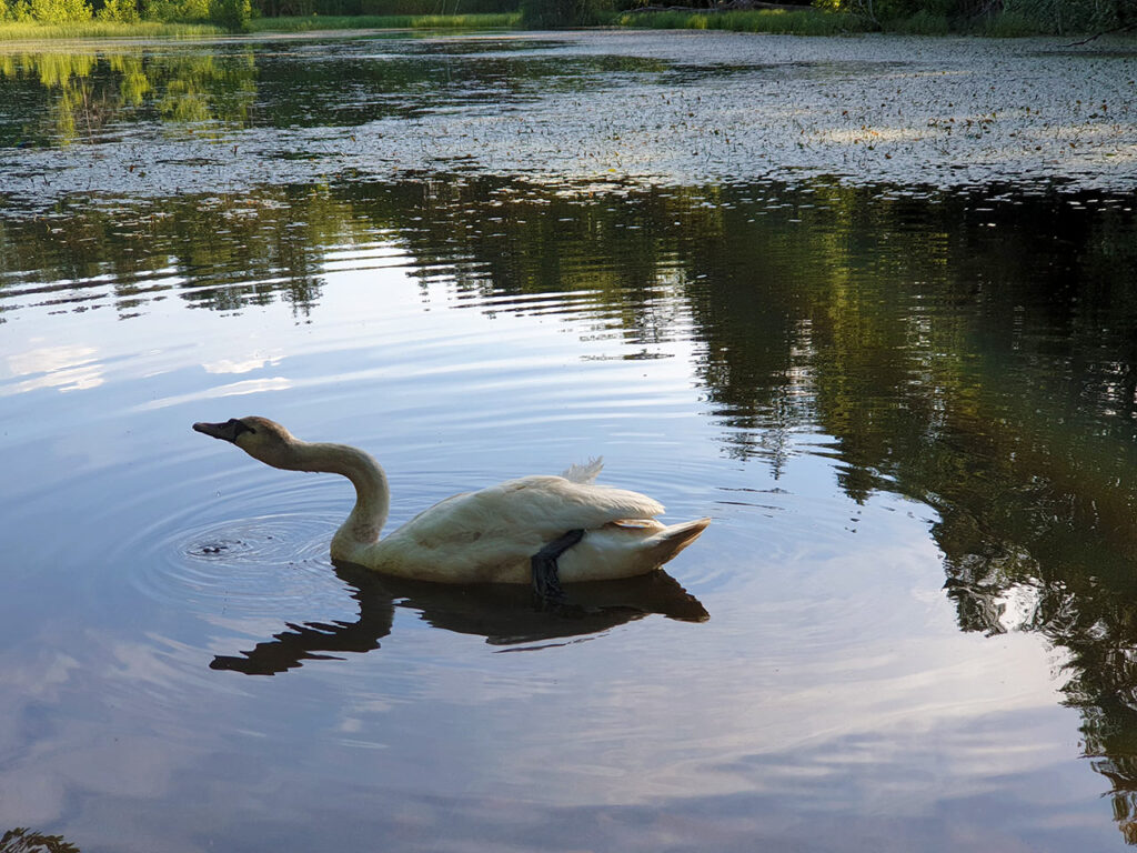 Schwan im See - Naturschutzgebiet Rohrweiher - Rösselsweiher auf dem Premiumwanderweg Rumberg-Steig im Dahner Felsenland, Wasgau, Pfälzerwald in der Südwestpfalz