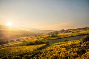 Blick über die Weinberge von Mölsheim in der Pfalz