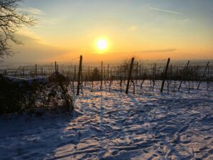 Pfalz erleben, Natur und Inspiration in perfekter Balance